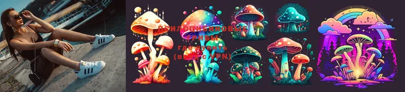 Галлюциногенные грибы Psilocybe  дарнет шоп  Богданович 